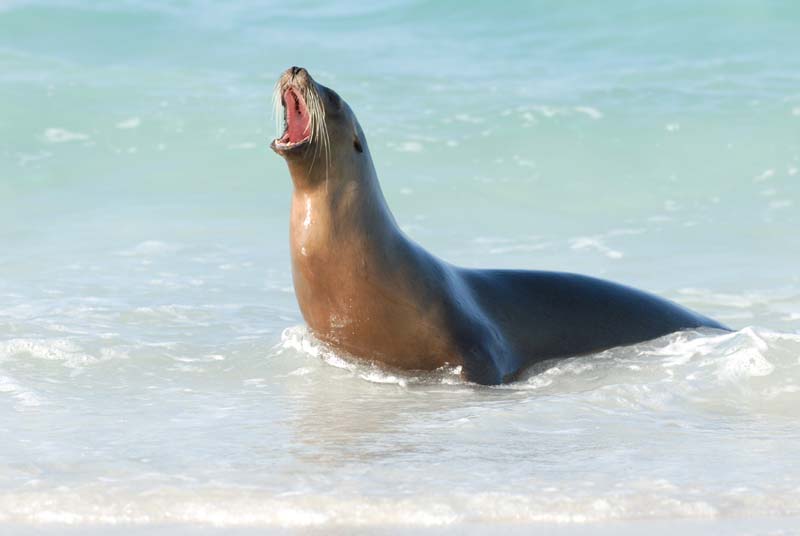 3105_GALAPAGOS_ESPAGNOLA