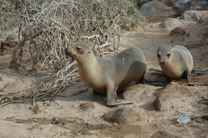 3199_GALAPAGOS_SANTA_FE