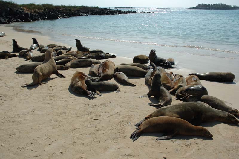 3272_GALAPAGOS_SANTA_FE