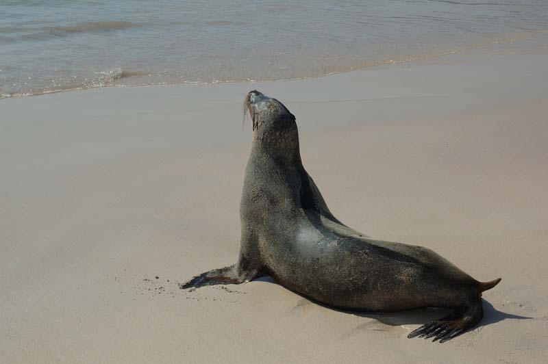 3277_GALAPAGOS_SANTA_FE