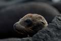 0119_GALAPAGOS_SEYMOUR