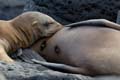 0124_GALAPAGOS_SEYMOUR