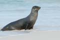 3090_GALAPAGOS_ESPAGNOLA